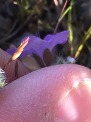 Phacelia pulchella