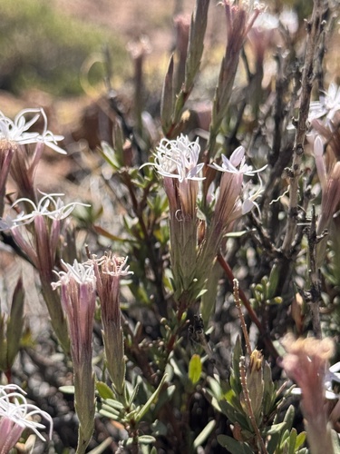 Bigelow's bristlehead (Carphochaete bigelovii)