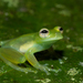 Dwarf Glass Frog - Photo (c) Brian Gratwicke, some rights reserved (CC BY)