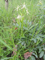 Habenaria edgarii