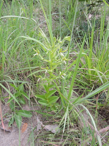 Habenaria holubii image