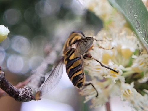 Unknown species found near Cypress Forest, TX 77070, USA