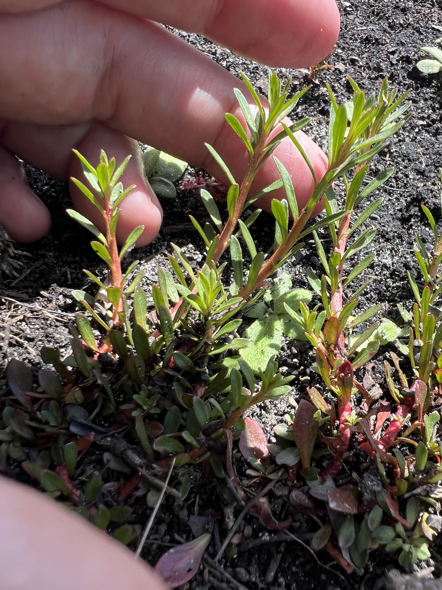 Imagem de Ludwigia arcuata