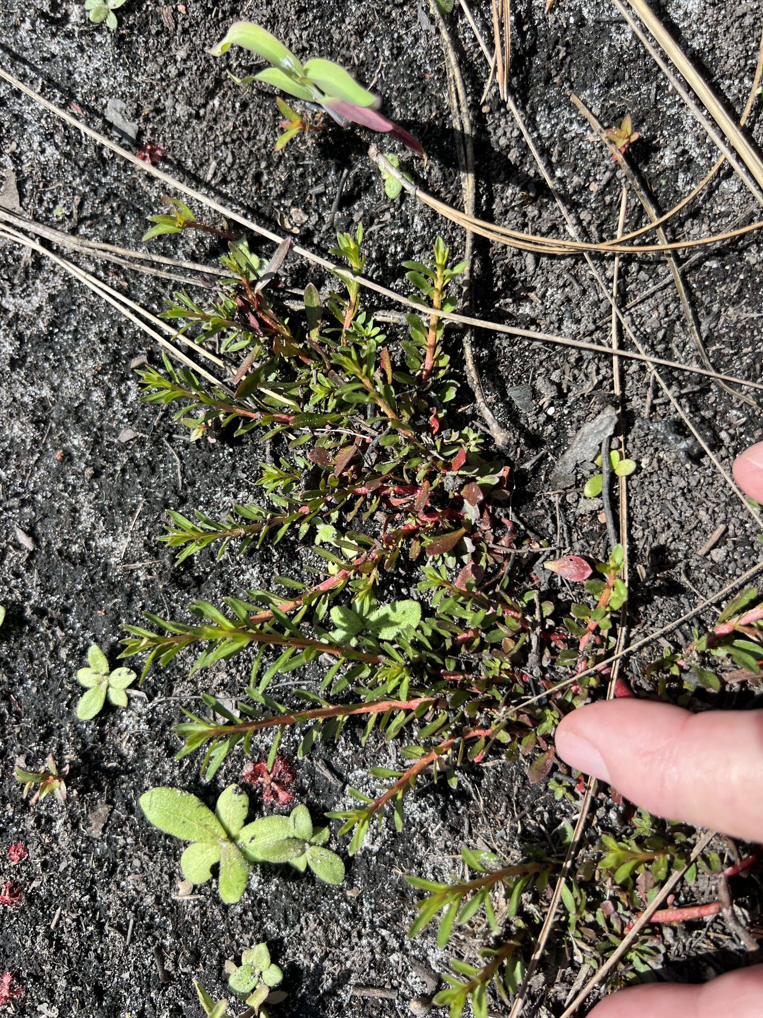 Imagem de Ludwigia arcuata