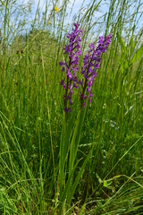 Anacamptis palustris