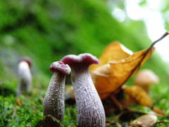 Laccaria amethystina image