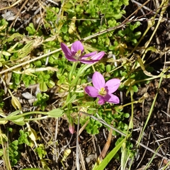 Centaurium cachanlahuen