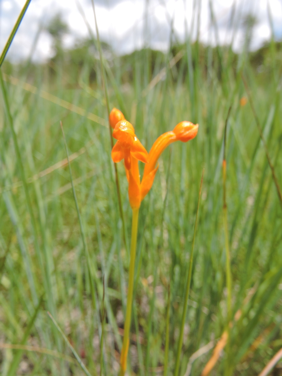 Platycoryne
