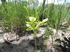 Habenaria goetzeana