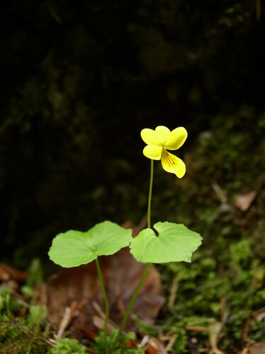 Viola biflora iNat (3)