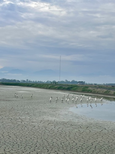 Wood Stork