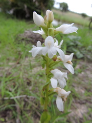 Satyrium carsonii