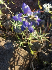 Lupinus odoratus