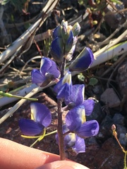 Lupinus odoratus