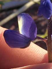 Lupinus odoratus