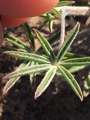 Lupinus odoratus