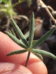 Lupinus odoratus