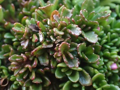 Veronica planopetiolata