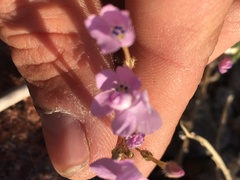 Gilia scopulorum