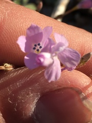 Gilia scopulorum
