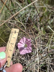 Convolvulus angustissimus, photograph (c) plantlookymagee, some rights reserved (CC BY)