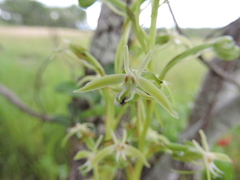 Habenaria sochensis