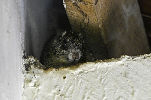 Speckled Spiny Tree-rat