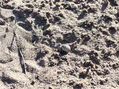 Omorgus pastillarius