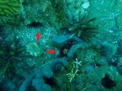 Echinometra lucunter