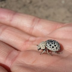 Omorgus pastillarius