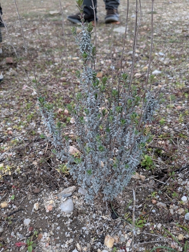 Thymus mastichina, photograph 5