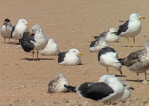 Lesser Black-backed Gull