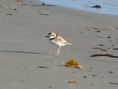 Charadrius peronii