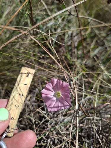 Convolvulus angustissimus, photograph 3
