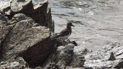 Charadrius modestus