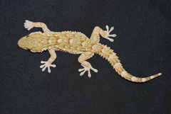 Tarentola mauritanica