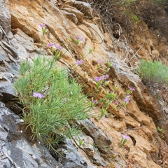 Dianthus juniperinus bauhinorum