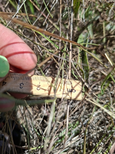 Convolvulus angustissimus, photograph 5