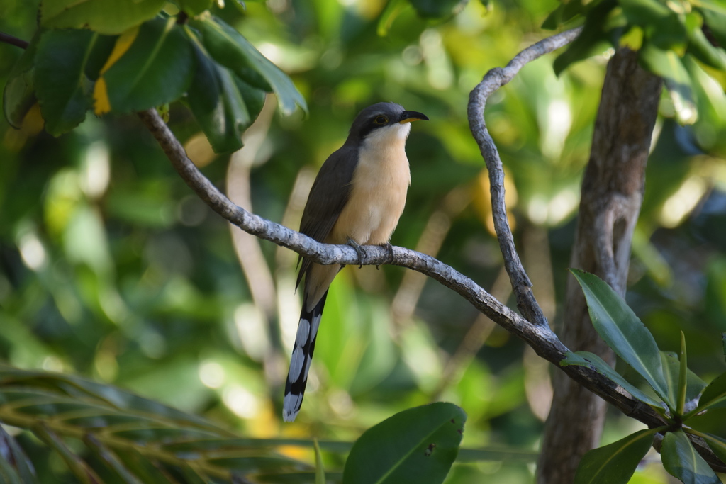 Mangrove Cuckoo (Coccyzus minor) photo