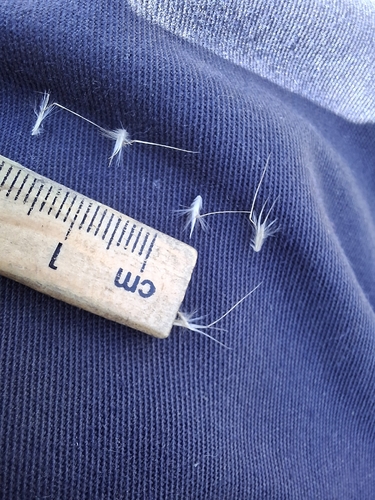 Rytidosperma setaceum, photograph 2