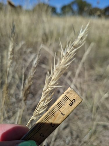 Rytidosperma setaceum, photograph 3