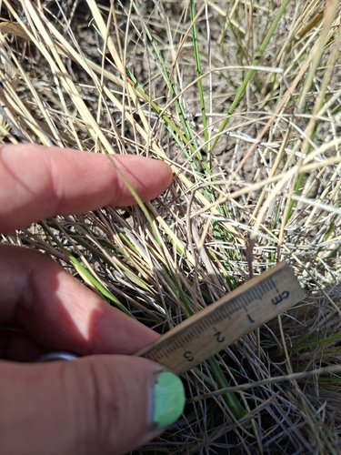Rytidosperma setaceum, photograph 4