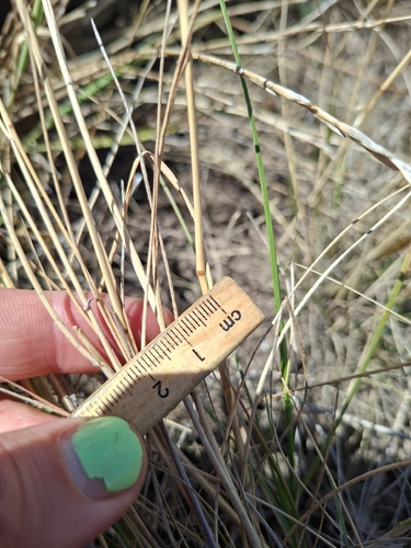 Rytidosperma setaceum, photograph 5