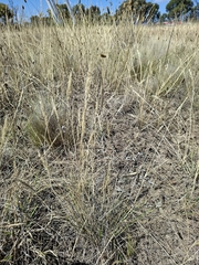 Rytidosperma setaceum, photograph (c) plantlookymagee, some rights reserved (CC BY)