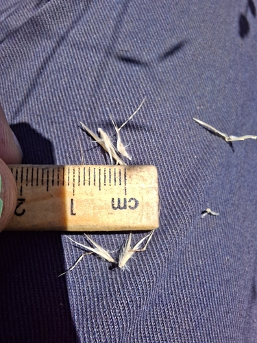 Rytidosperma caespitosum, photograph 5