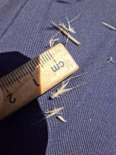 Rytidosperma caespitosum, photograph 6