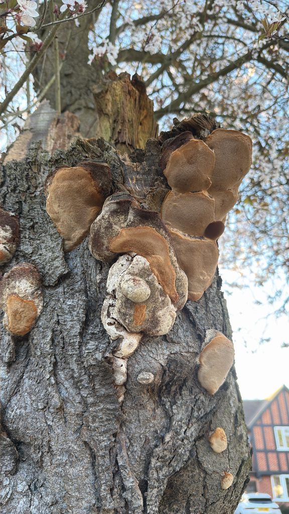 Phellinus pomaceus · March 2026 · photo: © maggiejulip (iNaturalist, cc0)