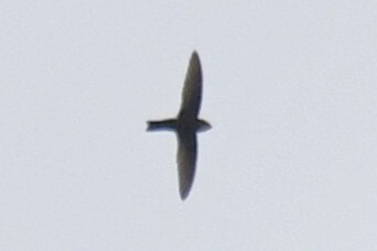 House Swift (Apus nipalensis), photo 10