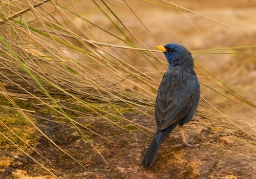 Blue Finch (Rhopospina caerulescens), photo 7