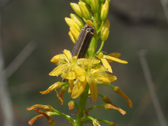 Bulbine latifolia